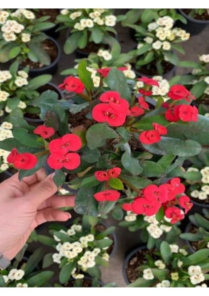 Videolu Sarı Kırmızı 2 Renk 2 Adet Milli Dikenler Tacı Çiçeği 15-30 cm Saksılı (Euphorbia)