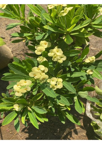 Videolu Sarı Kırmızı 2 Renk 2 Adet Milli Dikenler Tacı Çiçeği 15-30 cm Saksılı (Euphorbia)