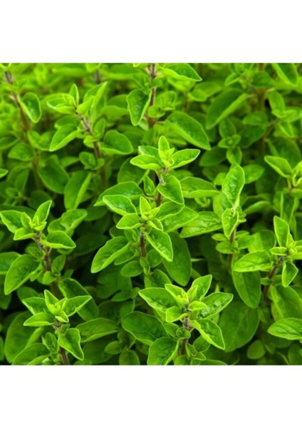 Videolu 1 Adet Kokulu Mercan Köşk Bitkisi 20-30 cm Tüplü Çiçekli Bodur Bitkiler Coral Cactus