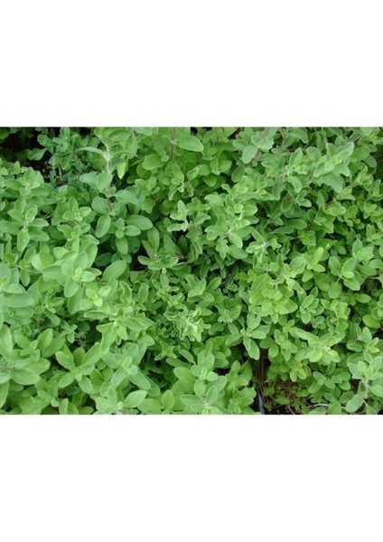 Videolu 1 Adet Kokulu Mercan Köşk Bitkisi 20-30 cm Tüplü Çiçekli Bodur Bitkiler Coral Cactus fiyatları