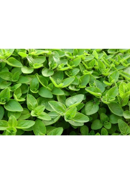 Videolu 1 Adet Kokulu Mercan Köşk Bitkisi 20-30 cm Tüplü Çiçekli Bodur Bitkiler Coral Cactus modelleri