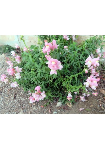 10 Adet Pembe Beyaz Aslanağzı Çiçeği Fidanı Fidesi 5 cm 15 cm fiyatları
