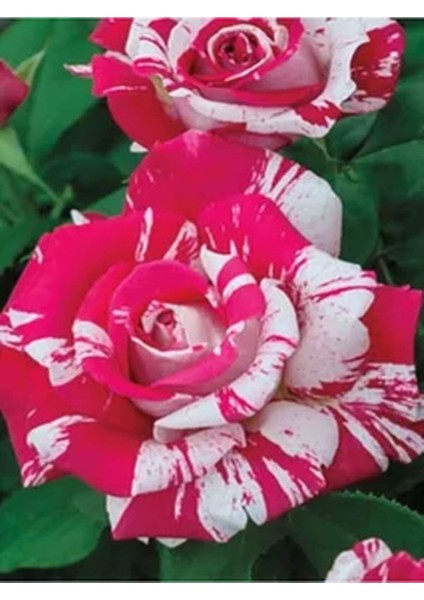 Videolu Harika Sihirbaz Gülü Çiçeği Fidanı 25-40 cm Saksılı Çiçekli Bodur Bitkiler Magic Rose