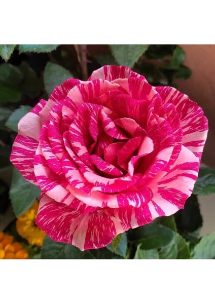 Videolu Harika Sihirbaz Gülü Çiçeği Fidanı 25-40 cm Saksılı Çiçekli Bodur Bitkiler Magic Rose fiyatları
