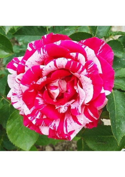 Videolu Harika Sihirbaz Gülü Çiçeği Fidanı 25-40 cm Saksılı Çiçekli Bodur Bitkiler Magic Rose modelleri
