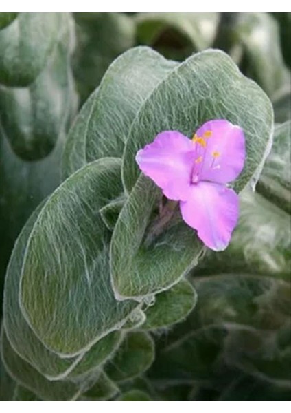Videolu Tüylü Telgraf Çiçeği Fidanı 20-30 cm Askılı Saksılı Çiçekli Bodur Bitkiler Tradescantia