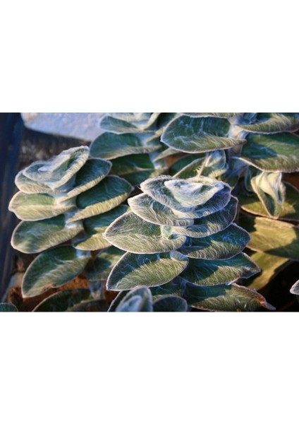 Videolu Tüylü Telgraf Çiçeği Fidanı 20-30 cm Askılı Saksılı Çiçekli Bodur Bitkiler Tradescantia fırsatları