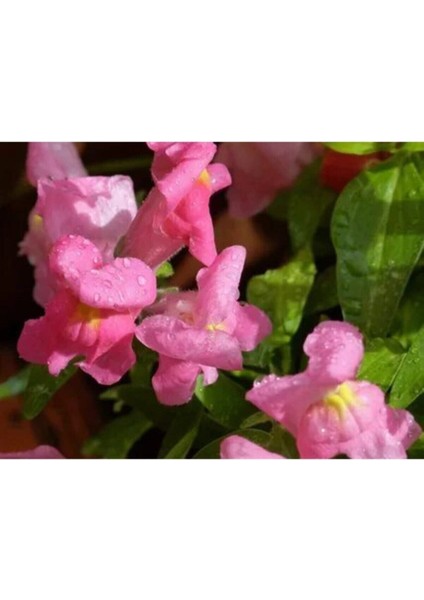 Videolu 10 Adet Açık Pembe Aslanağzı Çiçeği Fidanı 5-15 cm Saksılı Çiçekli Bodur Bitkiler Snapdragon
