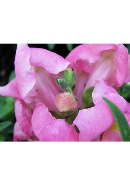 Videolu 10 Adet Açık Pembe Aslanağzı Çiçeği Fidanı 5-15 cm Saksılı Çiçekli Bodur Bitkiler Snapdragon
