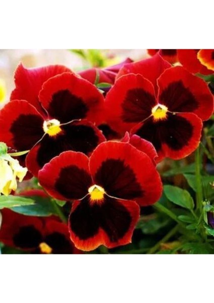 Videolu 30 Adet Kırmızı Kahverengi Hercai Menkşe Çiçeği Fidanı 5-15 cm Tüplü Çiçekli Bodur Bitkiler fiyatları