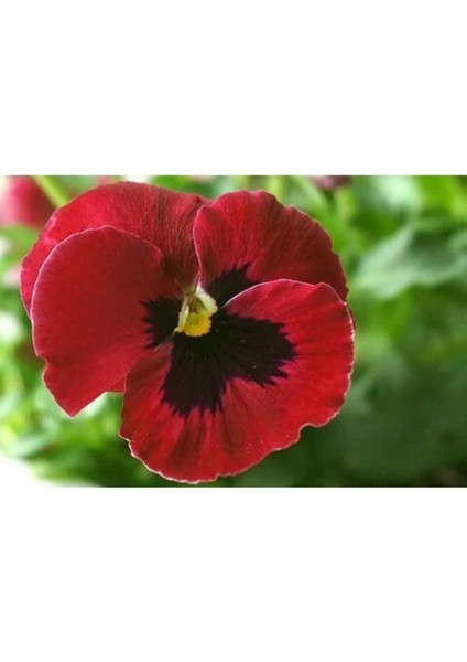 Videolu 30 Adet Kırmızı Kahverengi Hercai Menkşe Çiçeği Fidanı 5-15 cm Tüplü Çiçekli Bodur Bitkiler modelleri