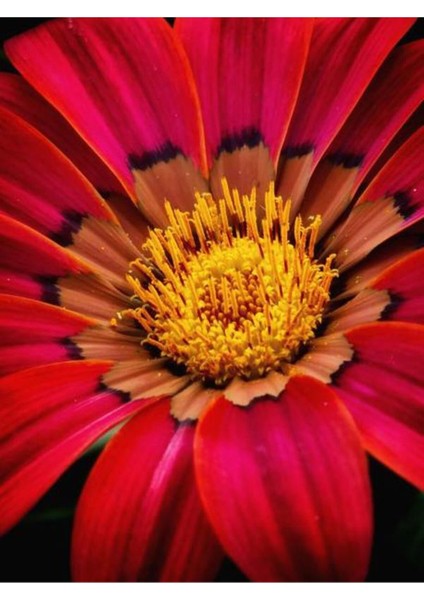 Videolu 10'lu Kırmızı Gazanya Koyun Gözü Çiçeği Fidanı 25-40 cm Saksılı Çiçekli Bodur Gazania