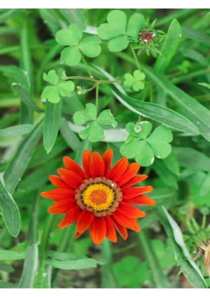 Videolu 10'lu Kırmızı Gazanya Koyun Gözü Çiçeği Fidanı 25-40 cm Saksılı Çiçekli Bodur Gazania fiyatları