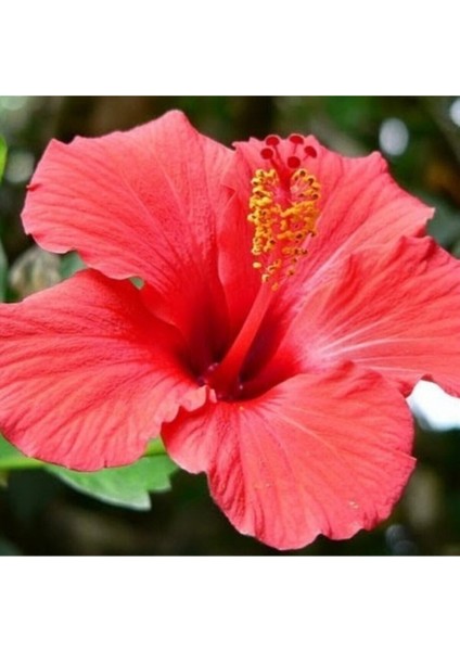 Videolu 3 Adet Kırmızı Japon Gülü Çiçeği Fidanı 40-60 cm Tüplü Çiçekli Bodur Bitkiler Japanese Rose