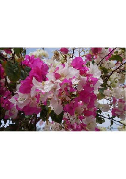 Begonvil Çift Renk Beyaz - Pembe 50 - 70 cm Bougainvillea fiyatları