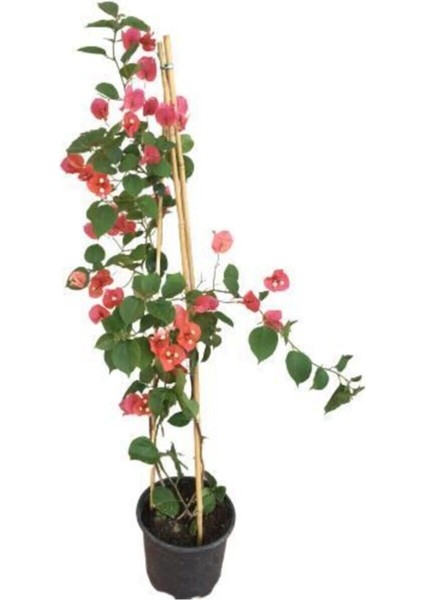 Sırık Begonvil (Fuşya Çiçekli) Bougainvillea