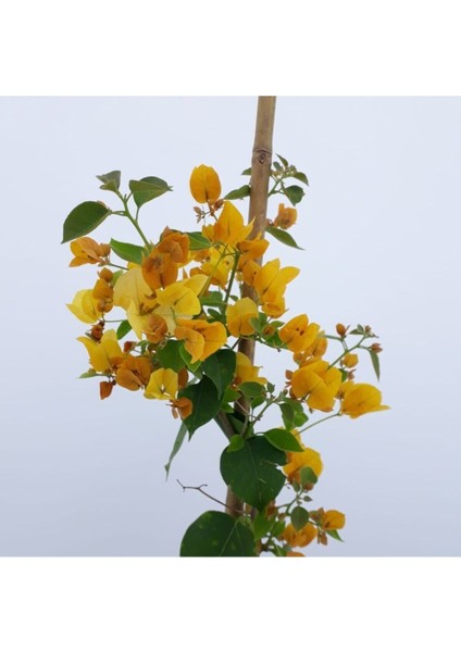 Sarı Begonvil 90 110 cm Bougainvillea