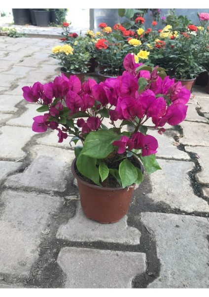 Begonvil Bitkisi Bougainvillea Bahçe Balkon Teras fiyatları