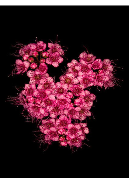 Videolu Pembe Ispirya Keçi Sakalı Çiçeği Fidanı 40-60 cm Saksılı Çiçekli Bodur Ispirya Spiraea