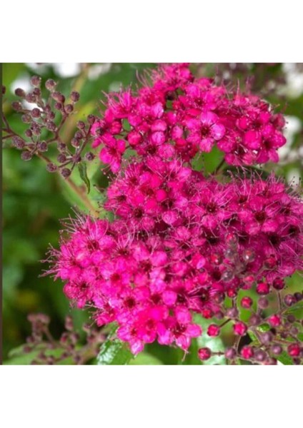 Videolu Pembe Ispirya Keçi Sakalı Çiçeği Fidanı 40-60 cm Saksılı Çiçekli Bodur Ispirya Spiraea