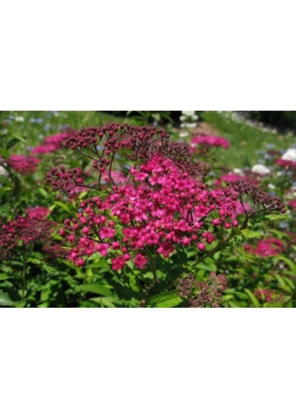 Videolu Pembe Ispirya Keçi Sakalı Çiçeği Fidanı 40-60 cm Saksılı Çiçekli Bodur Ispirya Spiraea