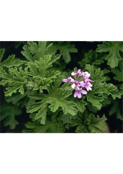 Videolu Itır Sardunya Fidanı 20-40 cm Saksılı Çiçekli Bodur Bitkiler Geranium
