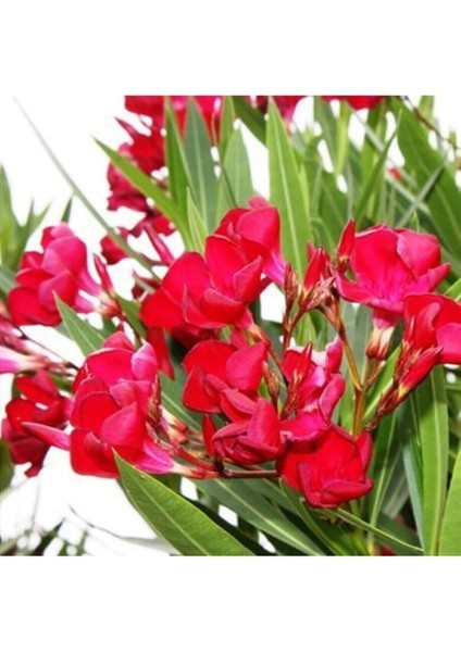 Videolu Bodur Kırmızı Zakkum Çiçeği 40-55 cm Saksılı Çiçekli Bodur Bitkiler Red Oleander