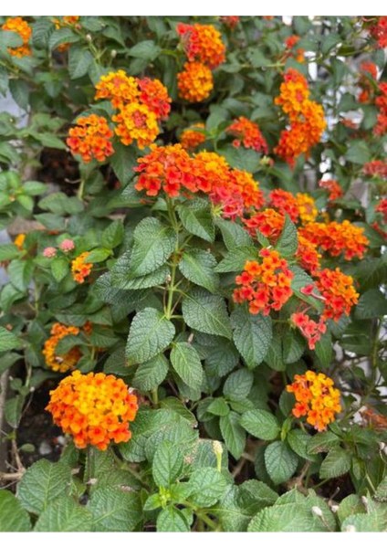 Videolu Sarı Turuncu Bodur Ağaç Minesi 1 Adet Saksılı 30-50 cm Bahçe Bitkisi (Lantana Camara)