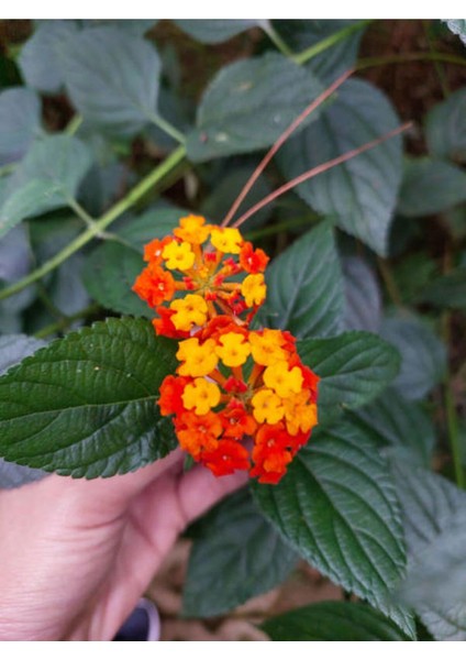 Videolu Sarı Turuncu Bodur Ağaç Minesi 1 Adet Saksılı 30-50 cm Bahçe Bitkisi (Lantana Camara)