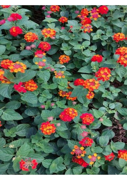 Videolu Sarı Turuncu Bodur Ağaç Minesi 1 Adet Saksılı 30-50 cm Bahçe Bitkisi (Lantana Camara)