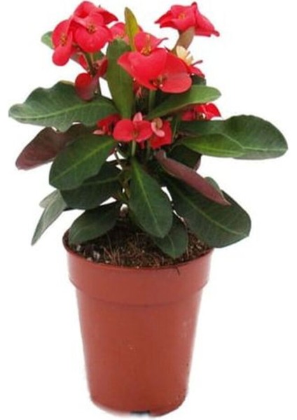 Videolu Kırmızı Milli Dikenler Tacı Mini Boy 1 Adet Saksıllı 10-20 cm Salon Bitkisi (Euphorbia Red)