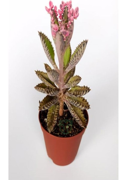 Videolu Pembe Aşkın Gözyaşı 1 Adet Saksılı 10-15 cm Kaktüs ve Sukulent (Kalanchoe Daigremontiana)