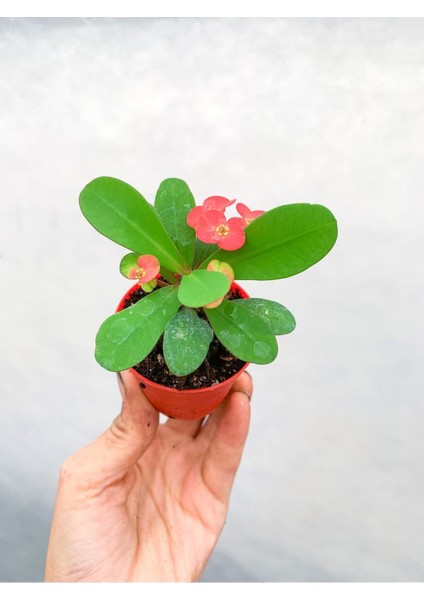 Videolu Kırmızı Çiçekli Milli Dikenler Tacı 5-15 cm Saksılı Çiçekli Bodur Bitkiler Red Euphorbia fiyatları