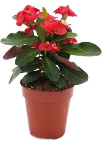 Videolu Kırmızı Çiçekli Milli Dikenler Tacı 5-15 cm Saksılı Çiçekli Bodur Bitkiler Red Euphorbia modelleri
