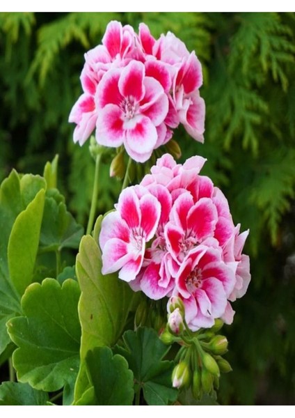 Videolu Rengarenk Karışık Renk 30 Adet Sardunya Çiçeği Fidanı 10-25 cm Tüplü (Geranium Flower)