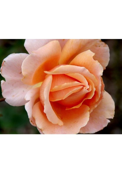 Videolu Kokulu Kavun İçi Bulgar Gülü Fidanı 40-60 cm Saksılı Çiçekli Bodur Bitkiler Bulgarian Rose modelleri