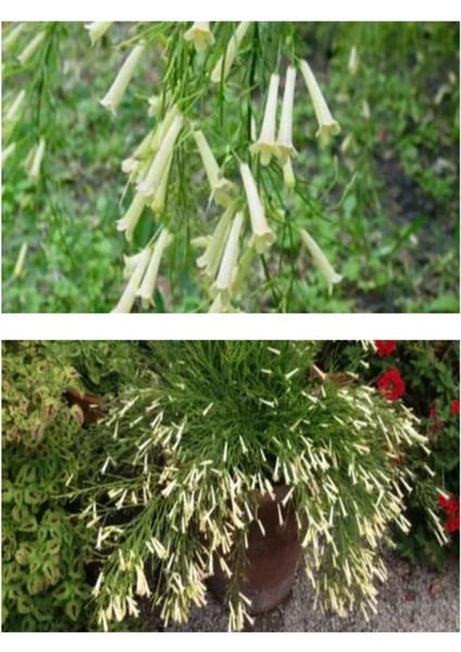 Videolu Beyaz Mercan Çiçeği Fidanı 30-40 cm Saksılı Çiçekli Bodur Bitkiler Russelia Equisetiformis