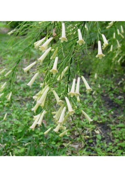 Videolu Beyaz Mercan Çiçeği Fidanı 30-40 cm Saksılı Çiçekli Bodur Bitkiler Russelia Equisetiformis fiyatları