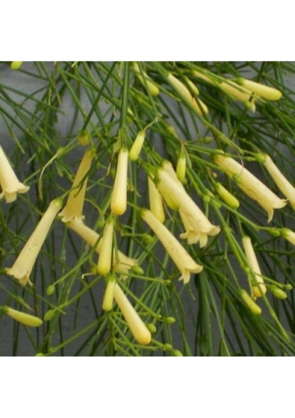 Videolu Beyaz Mercan Çiçeği Fidanı 30-40 cm Saksılı Çiçekli Bodur Bitkiler Russelia Equisetiformis modelleri