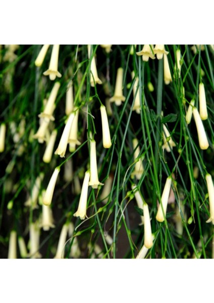 Videolu Beyaz Mercan Çiçeği Fidanı 30-40 cm Saksılı Çiçekli Bodur Bitkiler Russelia Equisetiformis fırsatları