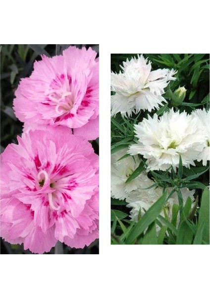 Videolu 2 Adet Çin Karanfili Çiçeği 15-25 cm Saksılı (Chinese Carnation)