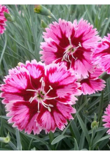 Videolu 2 Adet Çin Karanfili Çiçeği 15-25 cm Saksılı (Chinese Carnation)