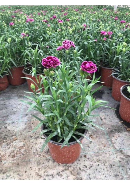 Videolu 2 Adet Çin Karanfili Çiçeği 15-25 cm Saksılı (Chinese Carnation)