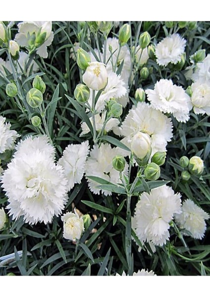 Videolu 2 Adet Çin Karanfili Çiçeği 15-25 cm Saksılı (Chinese Carnation)