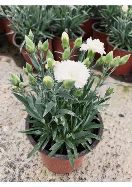 Videolu 2 Adet Çin Karanfili Çiçeği 15-25 cm Saksılı (Chinese Carnation)