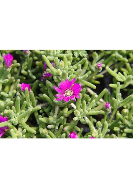 Videolu Acem Halısı Bitkisi 10 Adet Mor Çiçek Açan 10-20 cm Tüplü Çiçekli Bodur Persian Shield