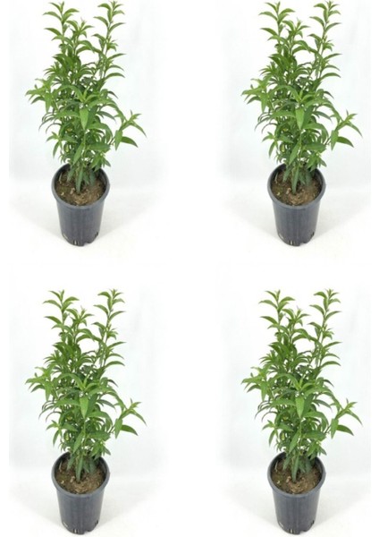 Videolu Melisa Kolanya (40 60 cm)4 Adet Saksılı Çiçekli İç/ Dış Mekan Bitkisi Melissa Officinalis