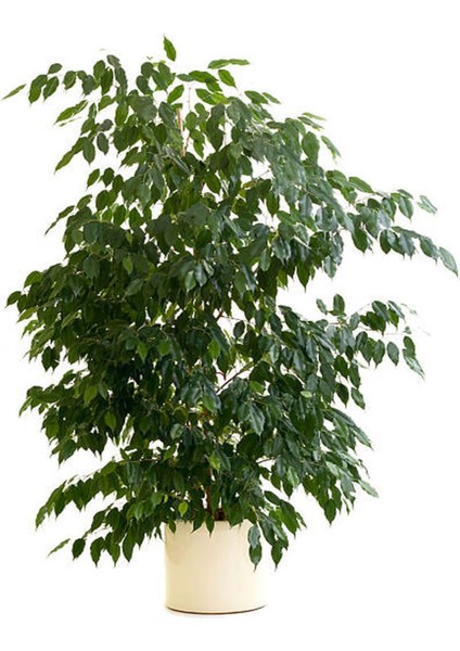 Videolu Gösterişli Benjamin Çiçeği Fidanı 50-70 cm Saksılı Çiçekli Bodur Bitkiler Ficus Benjamina