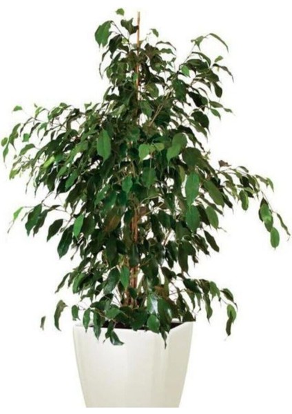 Videolu Gösterişli Benjamin Çiçeği Fidanı 50-70 cm Saksılı Çiçekli Bodur Bitkiler Ficus Benjamina