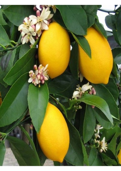 Videolu Mis Kokulu 1 Adet Yediveren Limon Fidanı 80-100 cm Saksılı (Lemon Sapling)